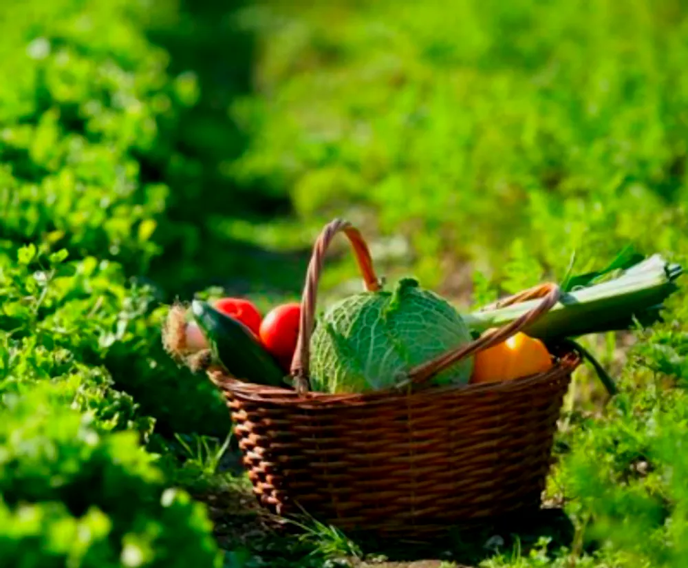 Cesta de verduras da horta do Takamori's