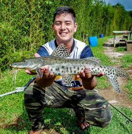 Cachara