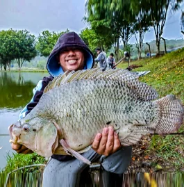 Tilápia