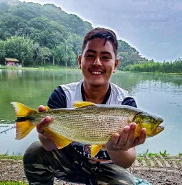 Dourado