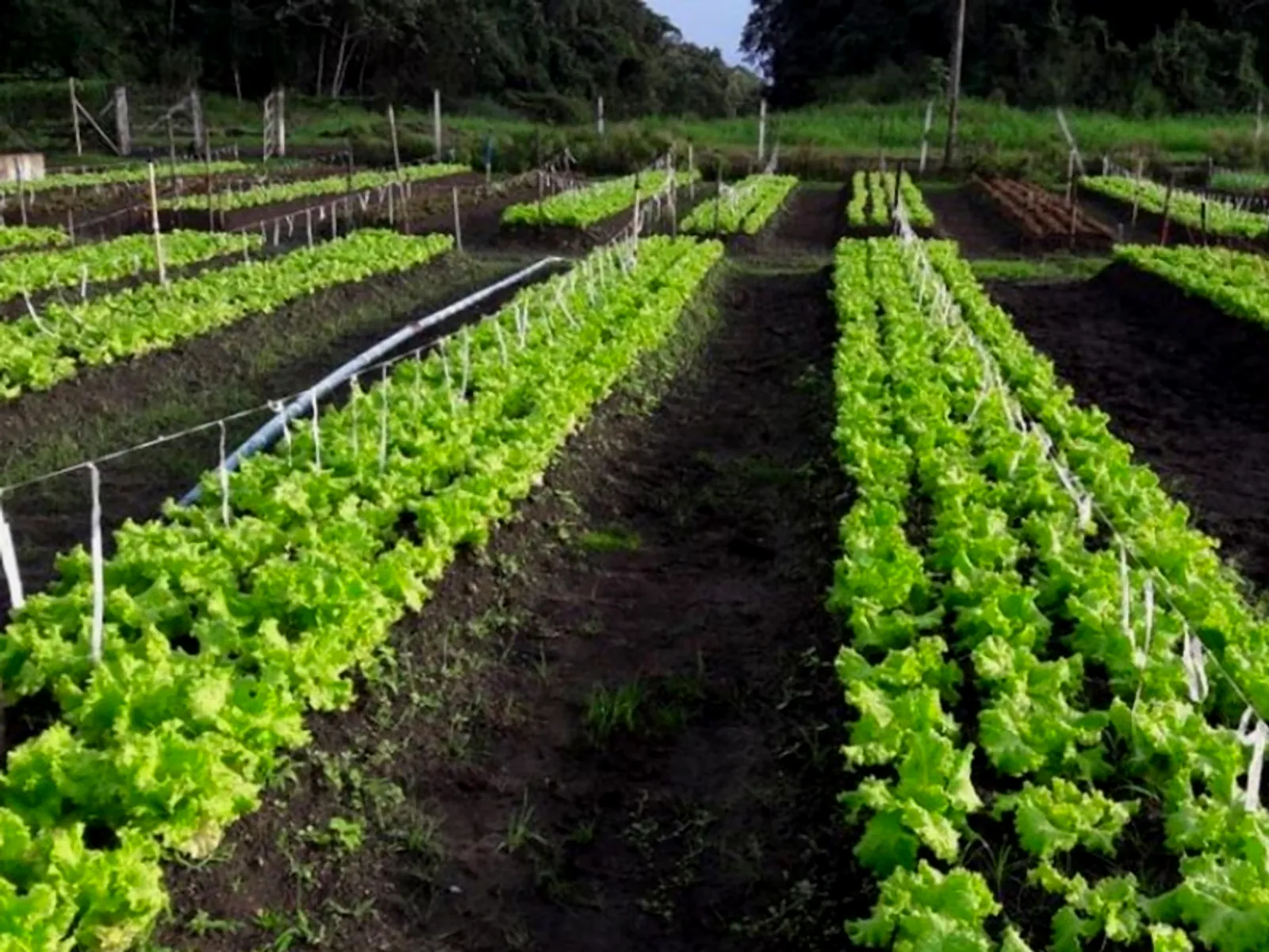 Hortifruti Takamori's